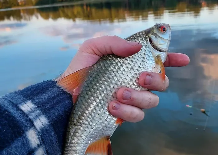 Lesne Дом отдыха *